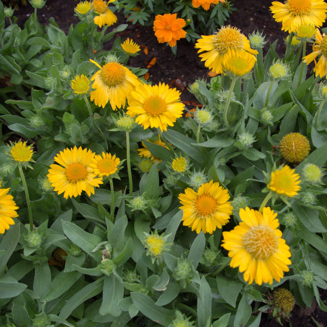 Gaillardia x grandiflora 'PAS888653' ~ Mesa™ Yellow Blanket Flower-ServeScape