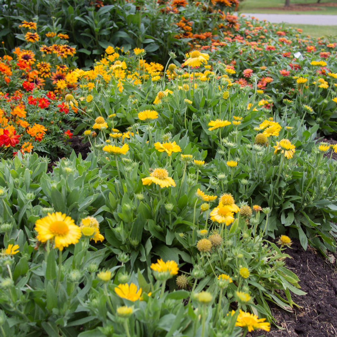 Gaillardia x grandiflora 'PAS888653' ~ Mesa™ Yellow Blanket Flower-ServeScape