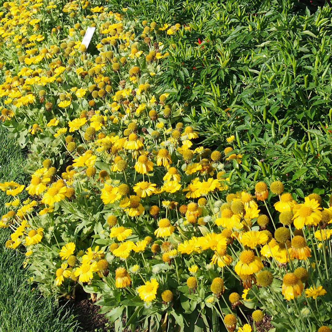 Gaillardia x grandiflora 'PAS888653' ~ Mesa™ Yellow Blanket Flower-ServeScape