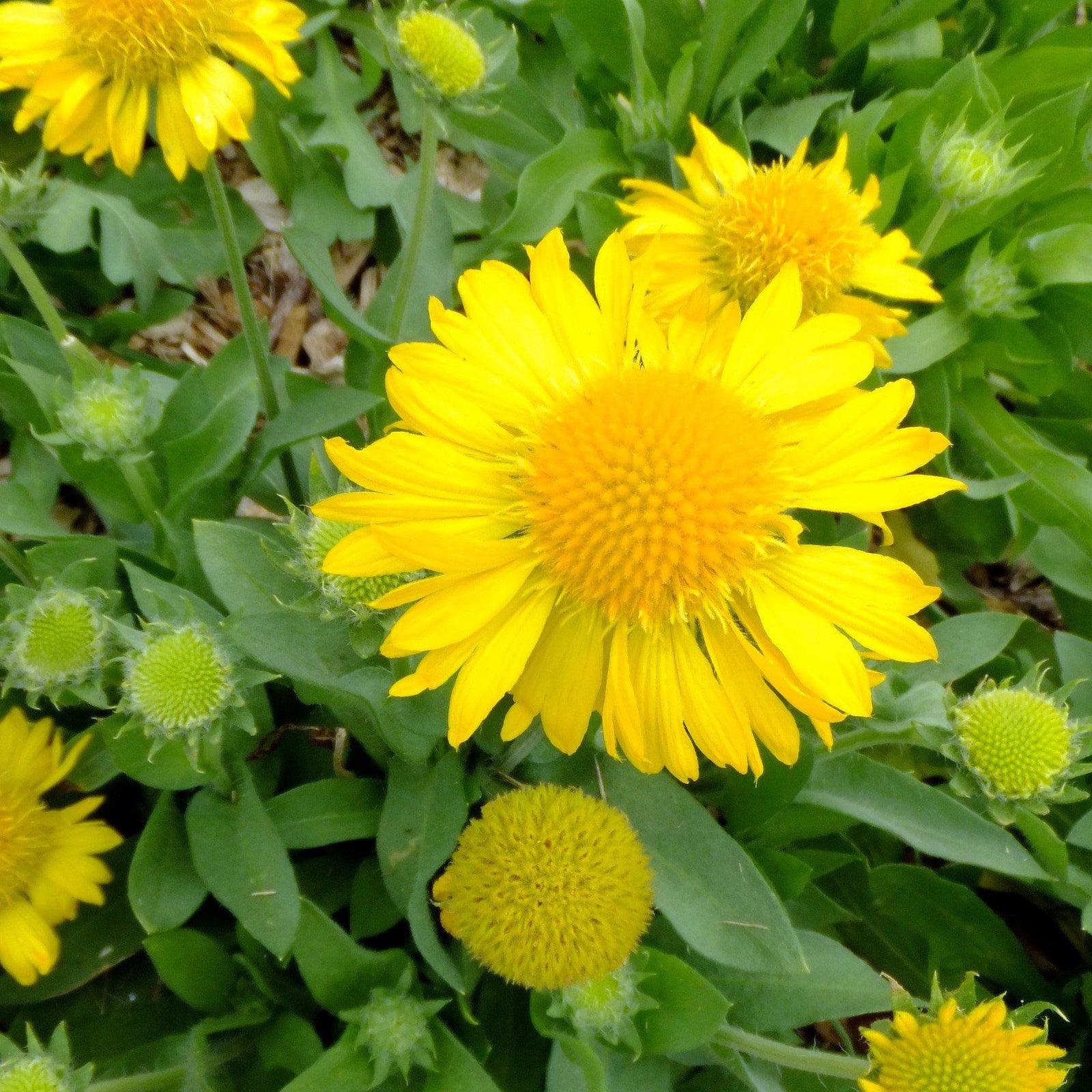 Gaillardia x grandiflora 'PAS888653' ~ Mesa™ Yellow Blanket Flower - Delivered By ServeScape