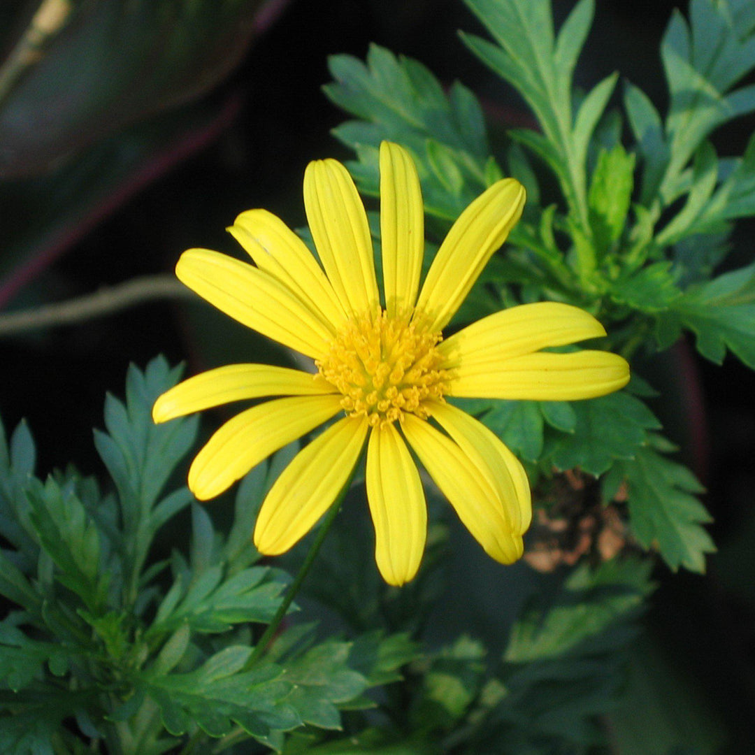 Gamolepis chrysanthemoides ~ African Bush Daisy - Delivered By ServeScape