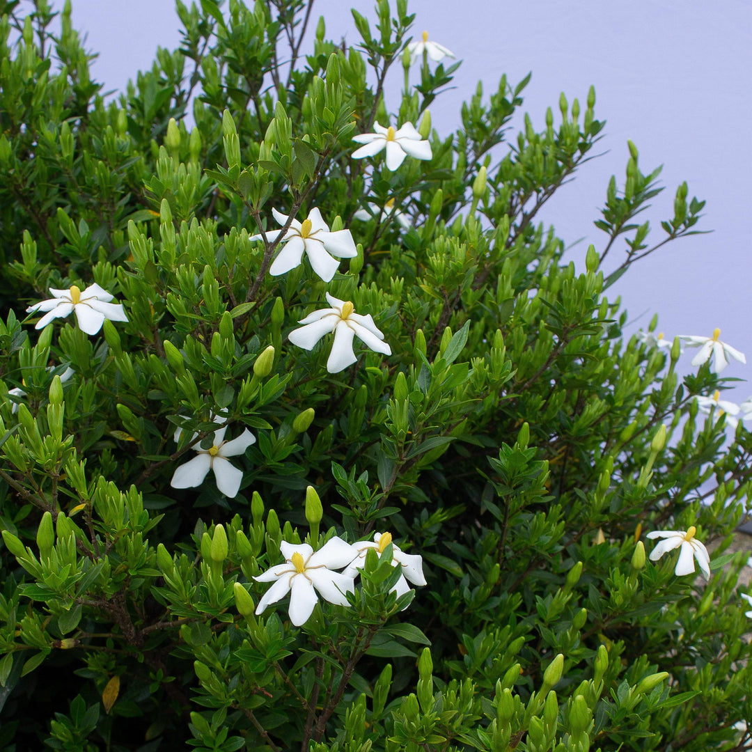 Gardenia jasminoides '4BELLACJ01' ~ Echo® Swan Maiden Gardenia-ServeScape