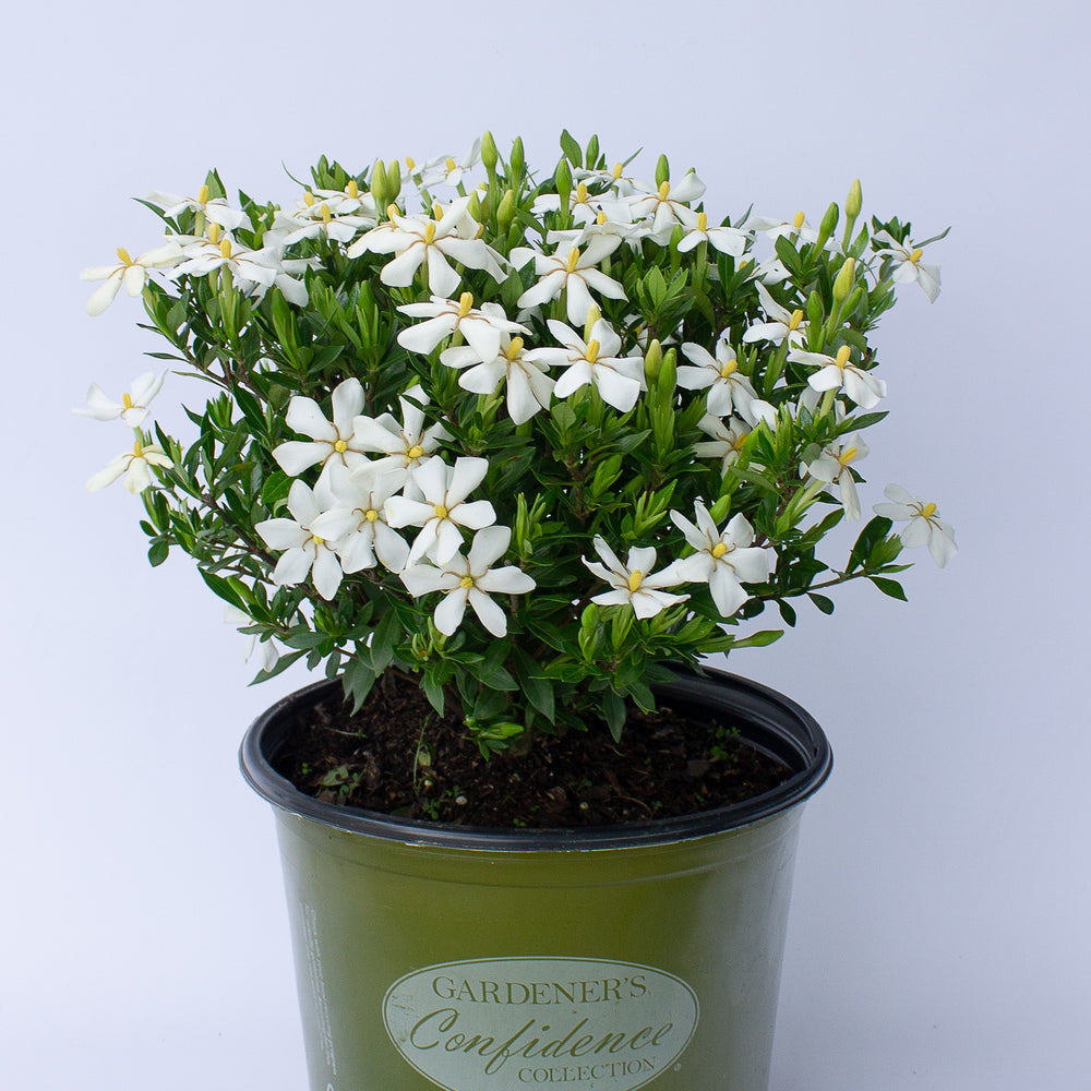 Gardenia jasminoides '4BELLACJ01' ~ Echo® Swan Maiden Gardenia-ServeScape