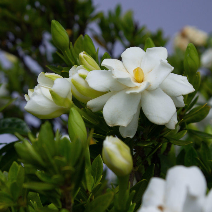 Gardenia jasminoides '4KIMYMJ01' ~ Echo® Swan Princess Gardenia-ServeScape
