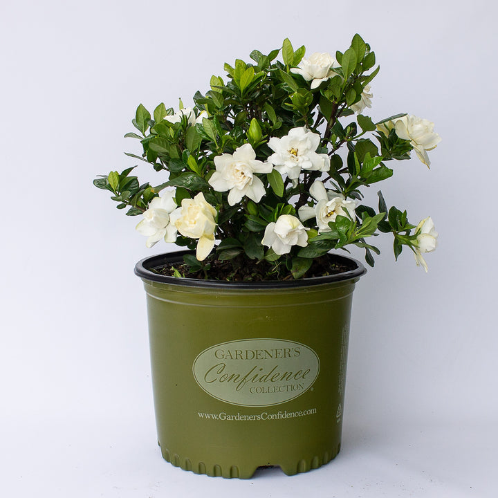 Gardenia jasminoides '4MARIAJ01' ~ Echo® Swan Queen Gardenia-ServeScape