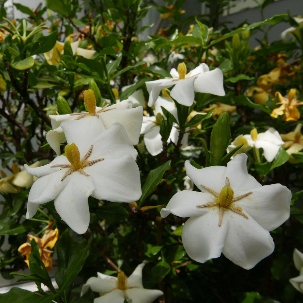 Gardenia augusta 'MADGA 1' PP19,988 ~ Heaven Scent® Gardenia-ServeScape