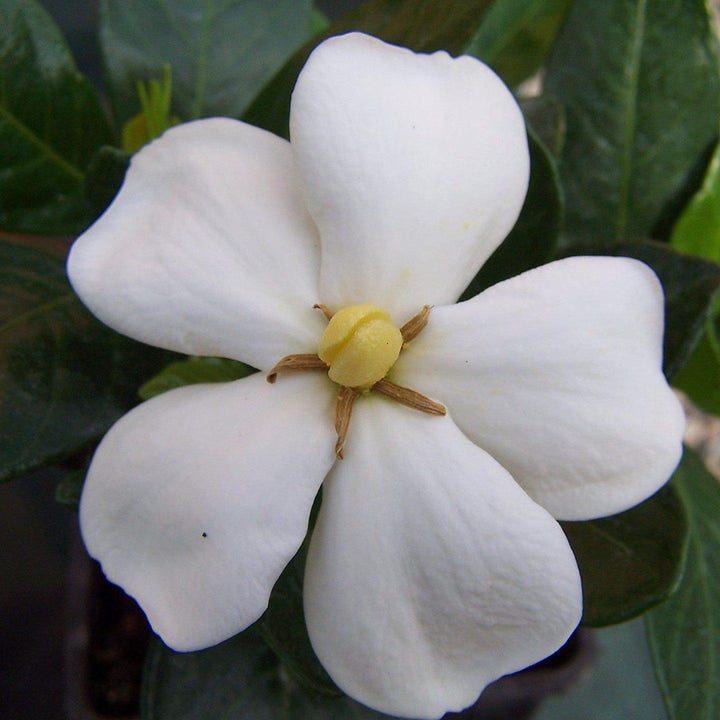 Gardenia augusta 'MADGA 1' PP19,988 ~ Heaven Scent®  Gardenia - Delivered By ServeScape