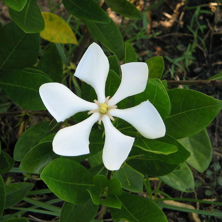 Gardenia augusta 'PIIGA-I' ~ Pinwheel® Gardenia-ServeScape