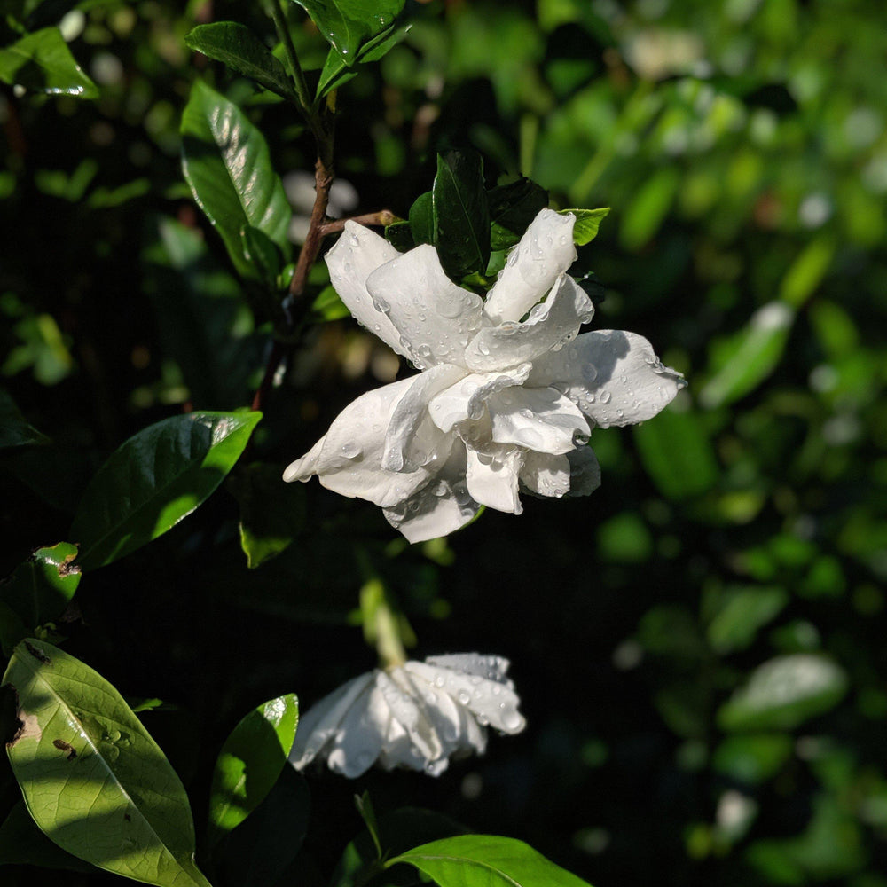Gardenia jasminoides 'August Beauty' ~ August Beauty Gardenia - Delivered By ServeScape