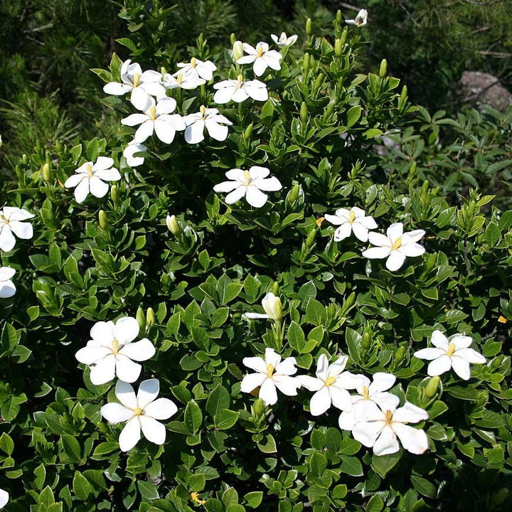 Gardenia jasminoides 'Daisy' ~ Daisy Gardenia-ServeScape