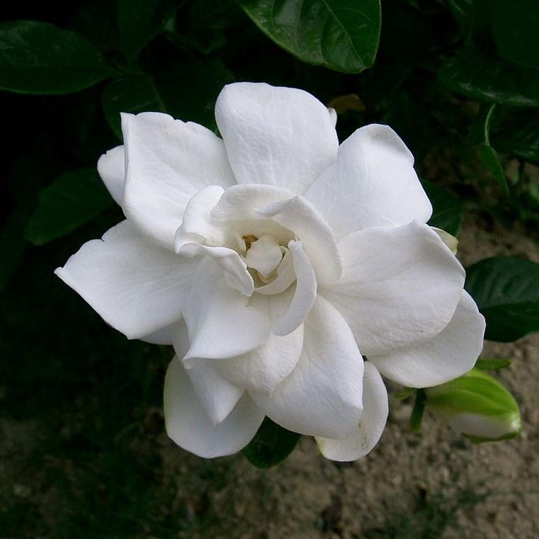 Gardenia jasminoides 'Double Mint' ~ Double Mint Gardenia - Delivered By ServeScape
