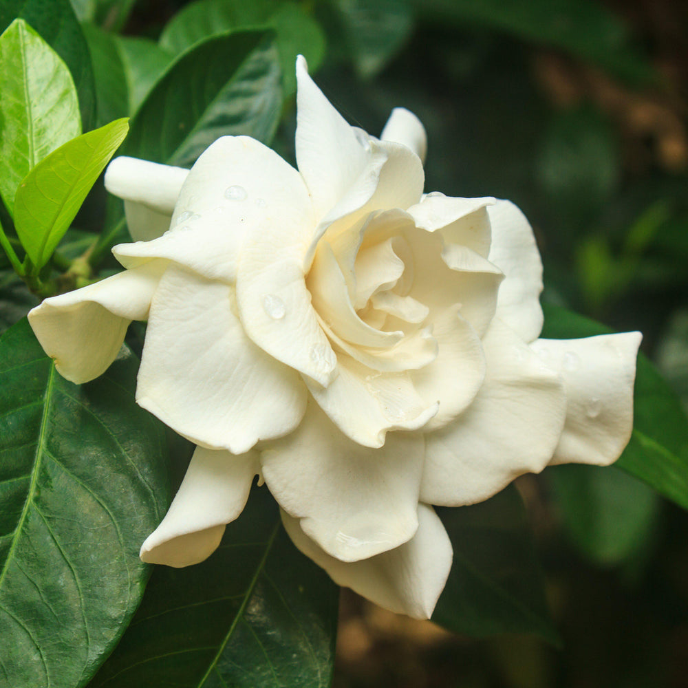 Gardenia jasminoides 'Frost Proof' ~ Frost Proof Gardenia - Delivered By ServeScape