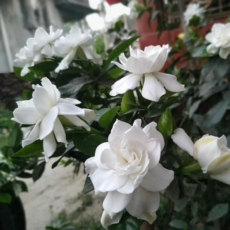 Gardenia jasminoides 'Frost Proof' ~ Frost Proof Gardenia-ServeScape