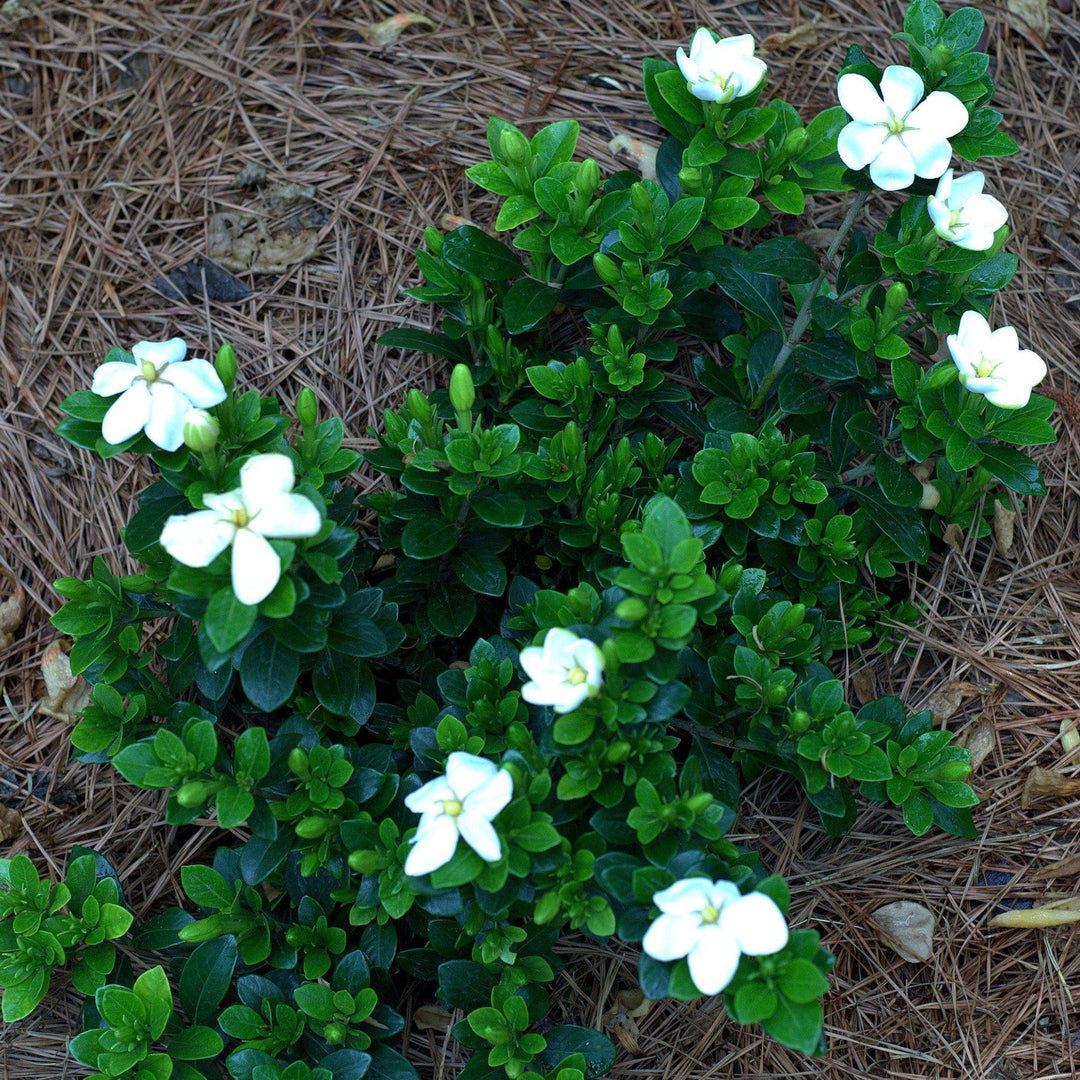 Gardenia jasminoides 'Kleim's Hardy' ~ Kleim's Hardy Gardenia-ServeScape