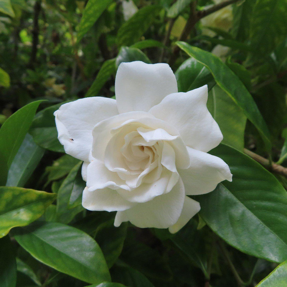 Gardenia jasminoides 'Leeone'' ~ Jubilation™ Gardenia - Delivered By ServeScape