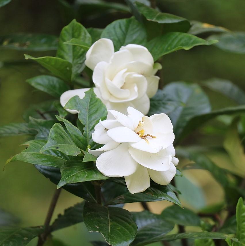Gardenia jasminoides 'Leeone' ~ Jubilation™ Gardenia-ServeScape