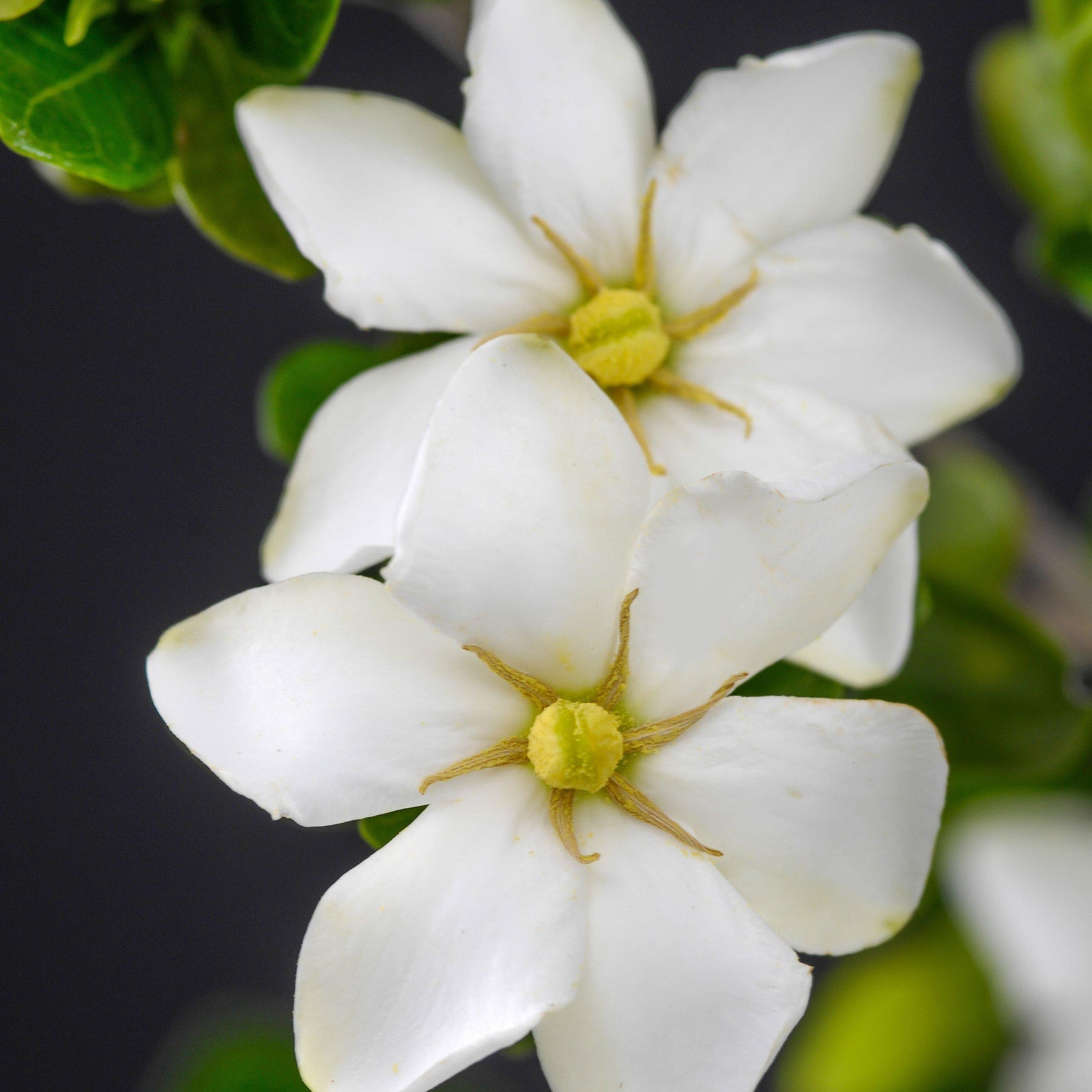 Gardenia jasminoides 'Leetwo' ~ ScentAmazing™ Gardenia-ServeScape