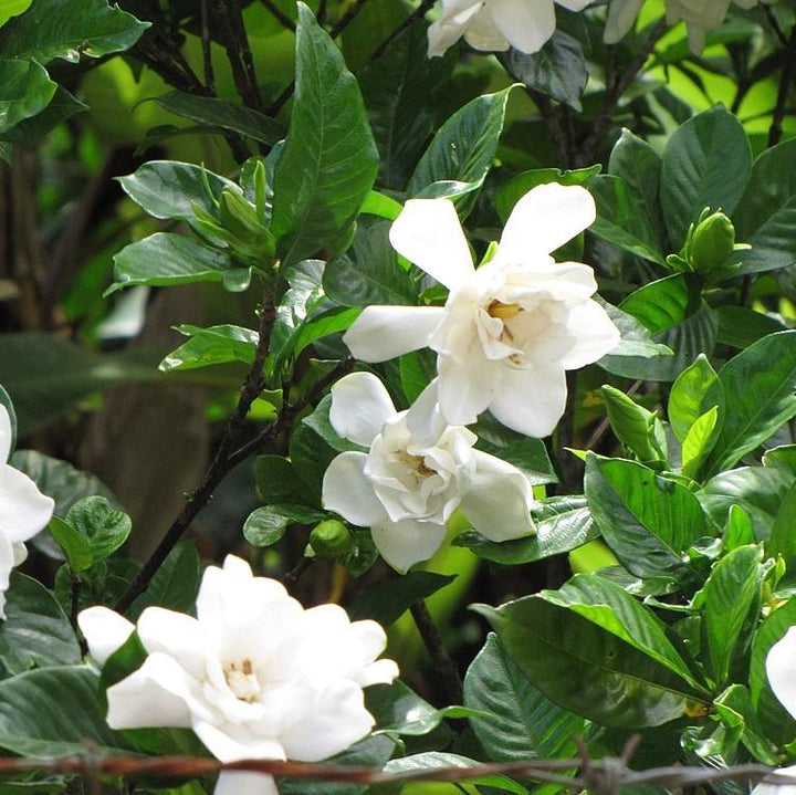 Gardenia jasminoides 'PIIGA-II' ~ Sweet Tea™ Gardenia-ServeScape