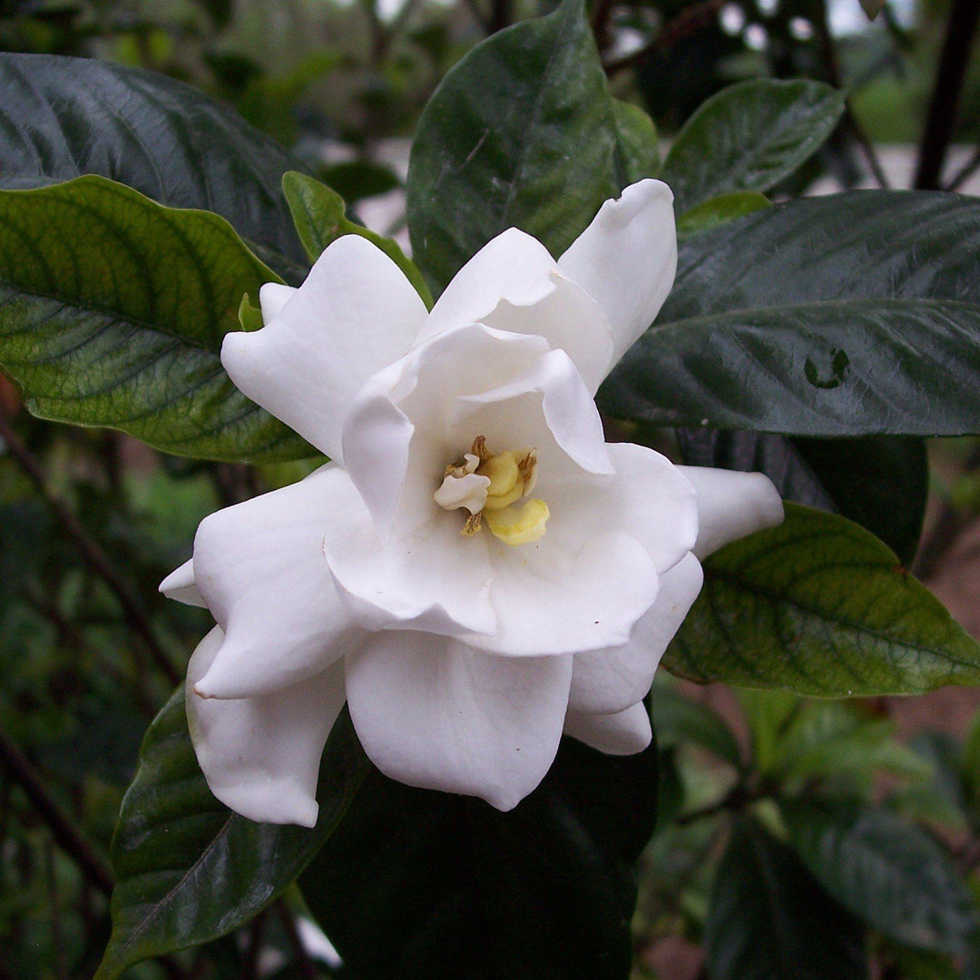 Gardenia jasminoides 'PIIGA-II' ~ Sweet Tea™ Gardenia-ServeScape