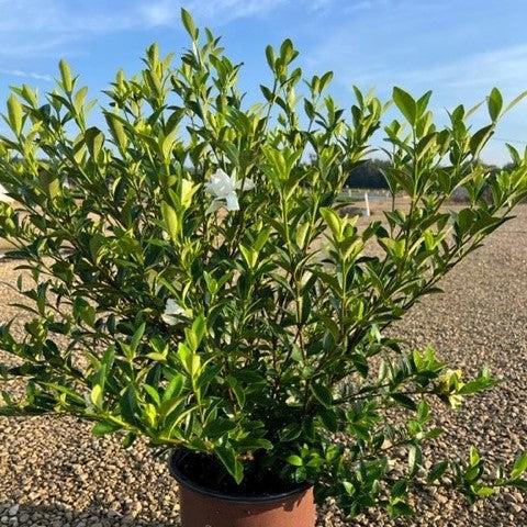 Gardenia jasminoides 'Leeone' ~ Jubilation™ Gardenia-ServeScape