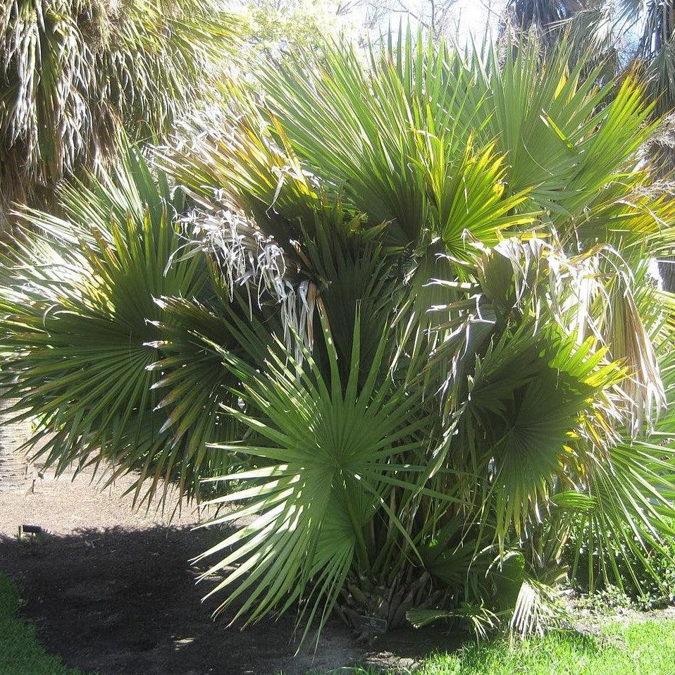 Sabal minor ~ Sabal Palm-ServeScape