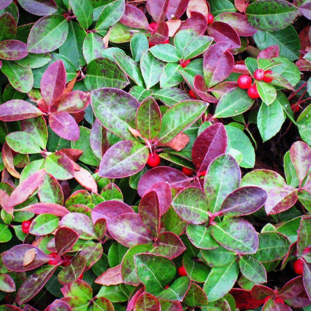 Gaultheria procumbens ~ Creeping Wintergreens, Eastern Tea Berry - Delivered By ServeScape
