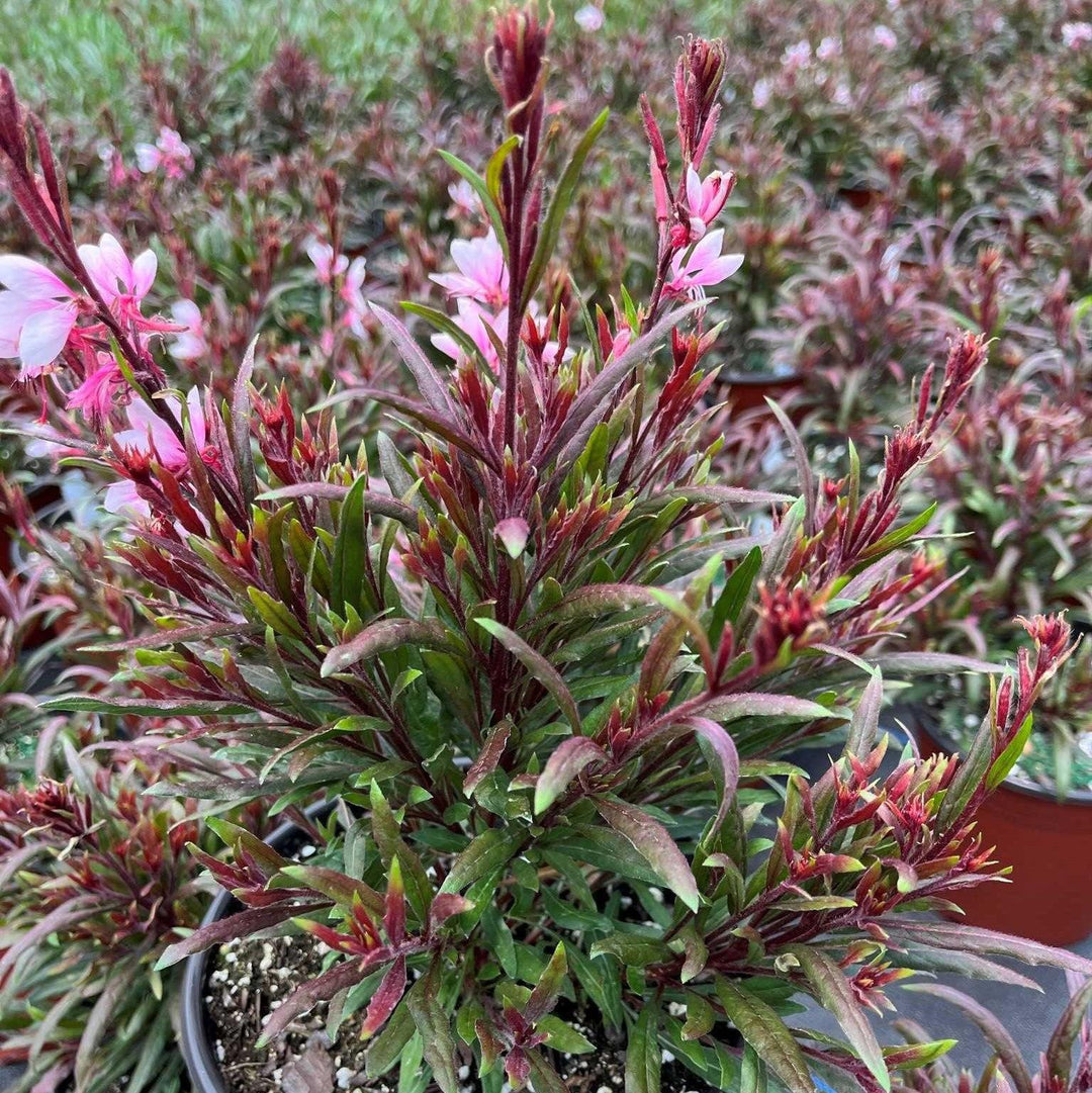 Gaura lindheimeri 'Steffi Blush Pink' ~ Steffi™ Blush Pink Gaura-ServeScape