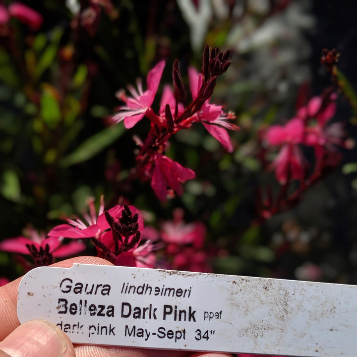Gaura lindheimeri 'Kleau 04263' ~ Belleza™ Dark Pink Gaura-ServeScape