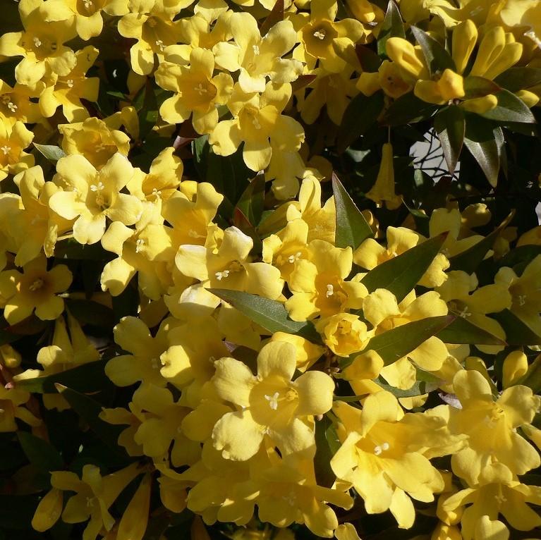 Gelsemium sempervirens ~ Carolina Jessamine-ServeScape