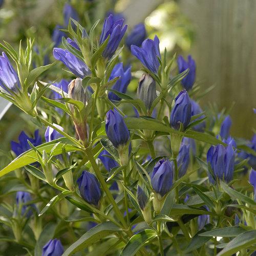 Gentiana 'True Blue' ~ True Blue Gentian - Delivered By ServeScape
