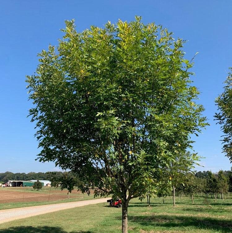 Fraxinus pennsylvanica 'Oconee' ~ Georgia Gem® Green Ash-ServeScape