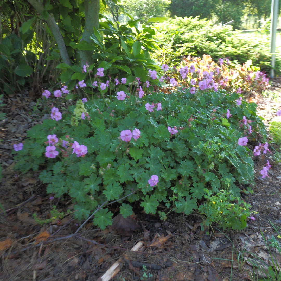 Geranium cantabrigiense 'Karmina' ~Karmina Cranesbill, Hardy Geranium-ServeScape