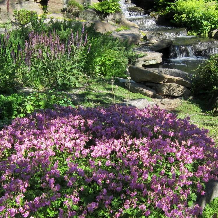 Geranium cantabrigiense 'Karmina' ~Karmina Cranesbill, Hardy Geranium-ServeScape