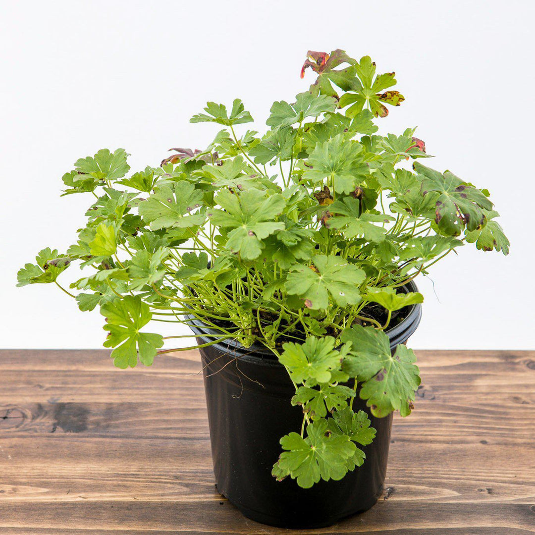 Geranium cantabrigiense 'Karmina' ~Karmina Cranesbill, Hardy Geranium - Delivered By ServeScape