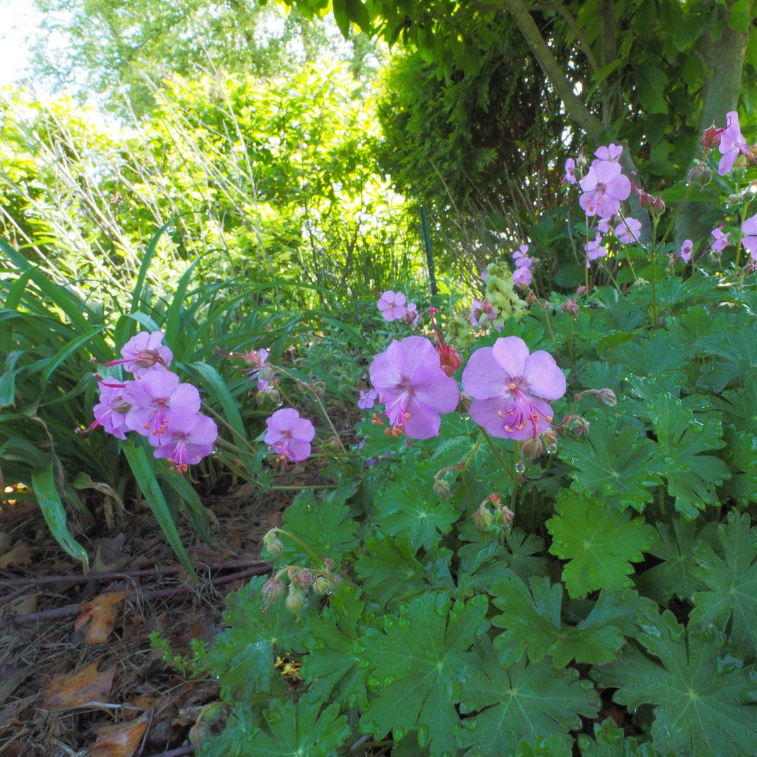 Geranium cantabrigiense 'Karmina' ~Karmina Cranesbill, Hardy Geranium-ServeScape