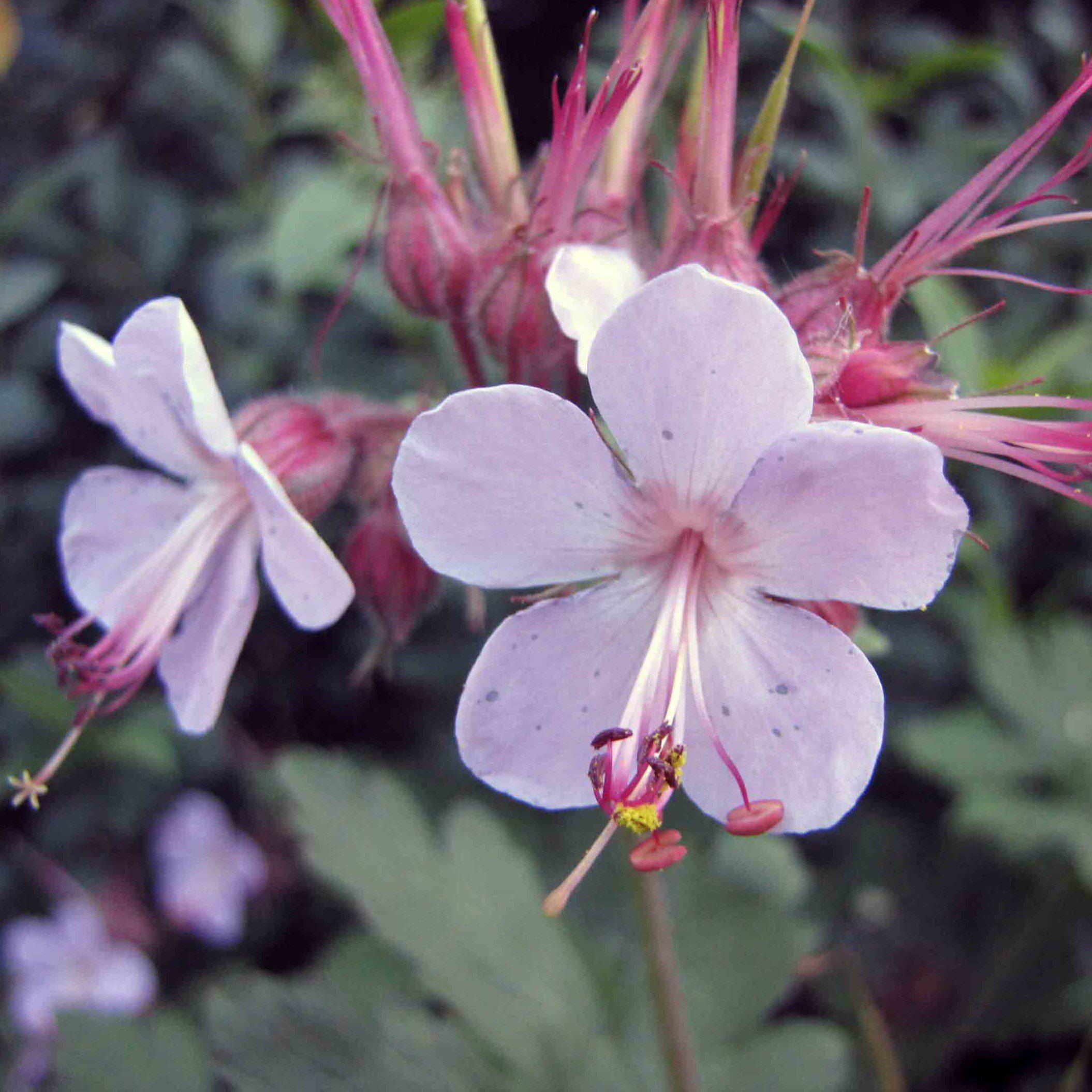 Ingwersen's Variety Bigroot Cranesbill - Geranium macrorrhizum ...