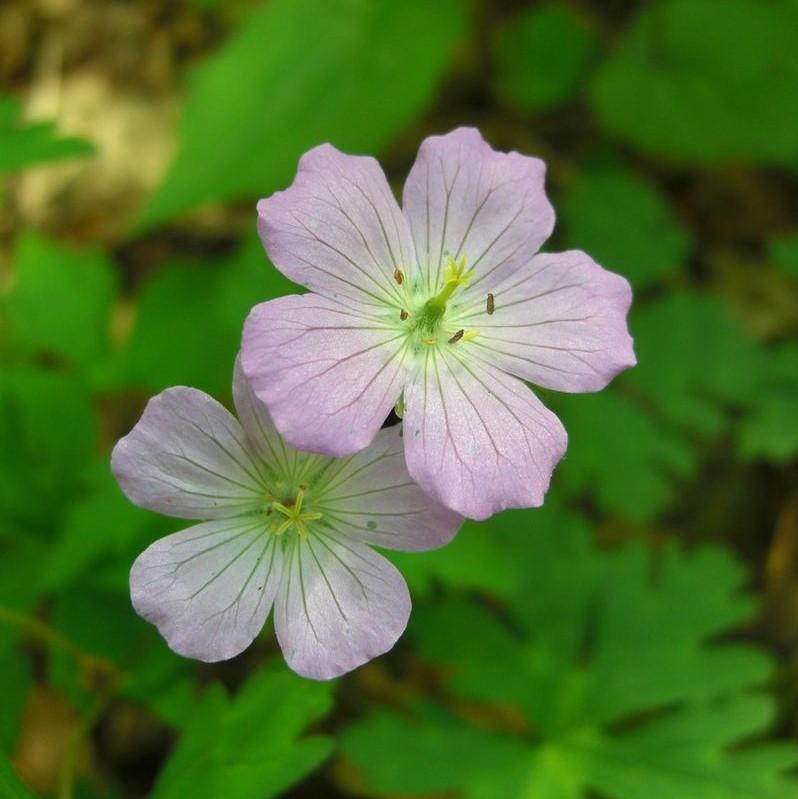 Geranium maculatum 'Chatto' ~ Chotto Wild Cranesbill-ServeScape