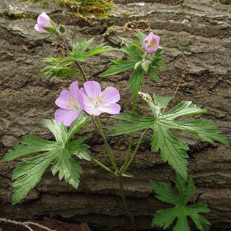 Geranium maculatum 'Chatto' ~ Chotto Wild Cranesbill-ServeScape