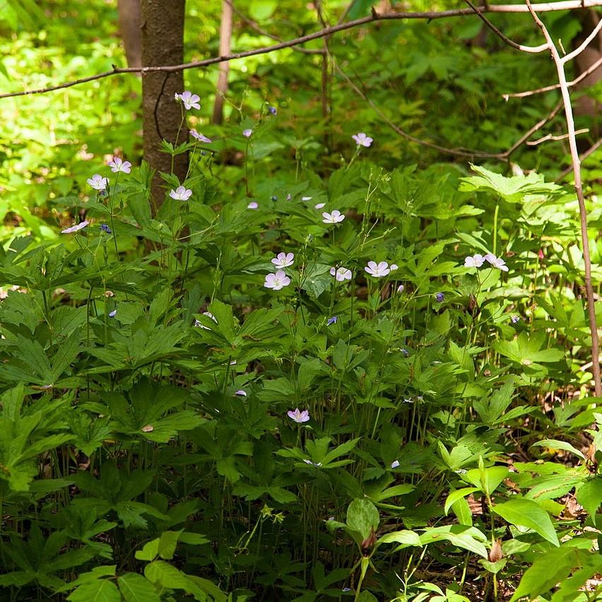 Geranium maculatum 'Chatto' ~ Chotto Wild Cranesbill-ServeScape