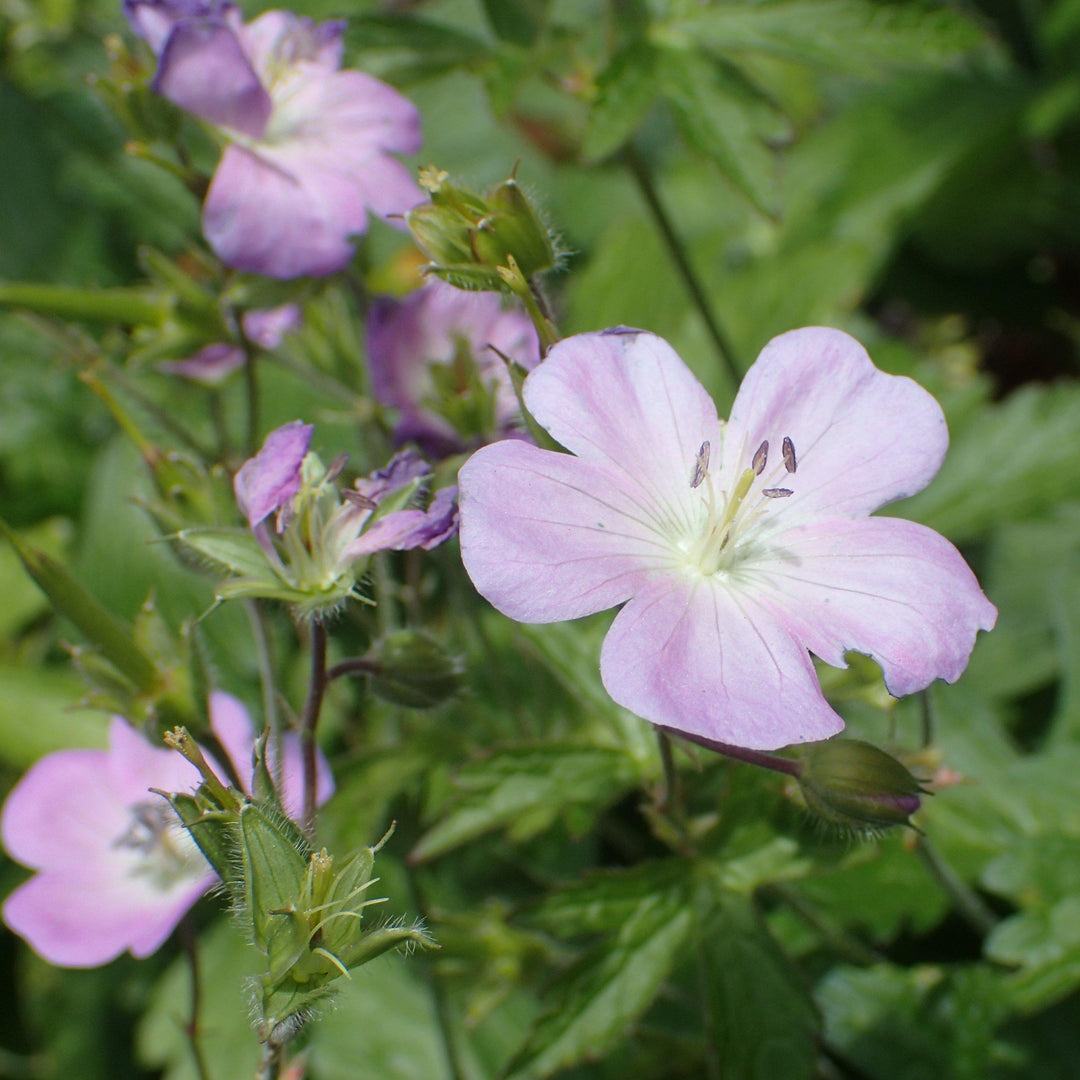 Geranium maculatum 'Chatto' ~ Chotto Wild Cranesbill - Delivered By ServeScape