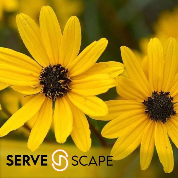 ServeScape Online ~ Gift Card-ServeScape