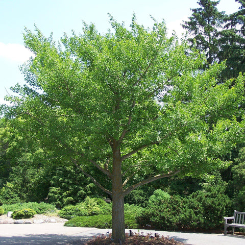 Ginkgo Biloba Tree - 1 Gallon 3'-5'ft tall – Tristar Plants