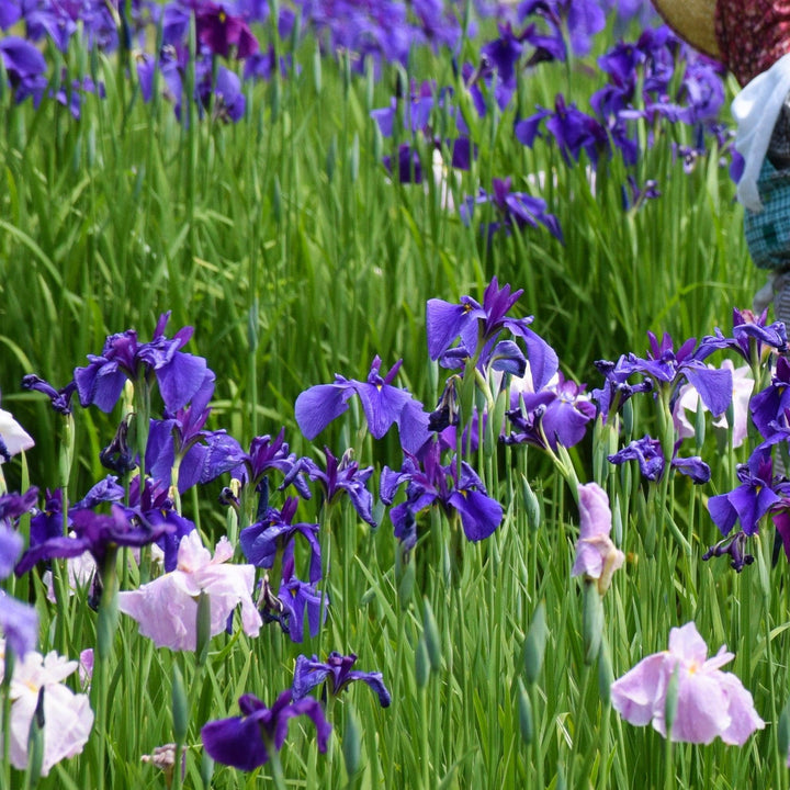 Iris ensata 'Temple Bells' ~ Temple Bells Japanese Iris-ServeScape