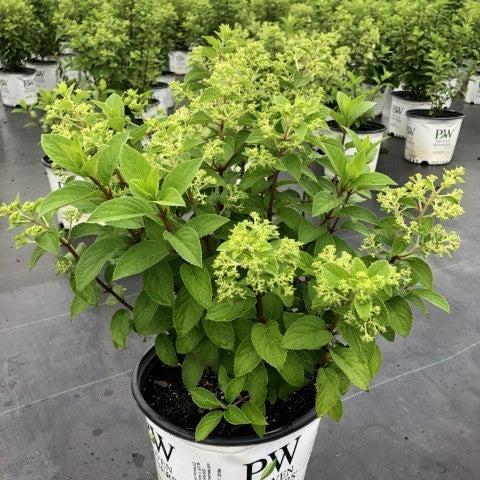 Hydrangea paniculata 'Ilvobo' PP22782 ~ Proven Winners® Color Choice® Bobo® Hydrangea-ServeScape