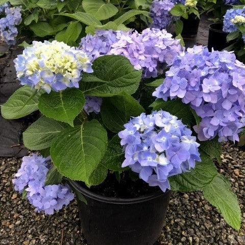 Hydrangea macrophylla 'Penny Mac' ~ Penny Mac Hydrangea-ServeScape