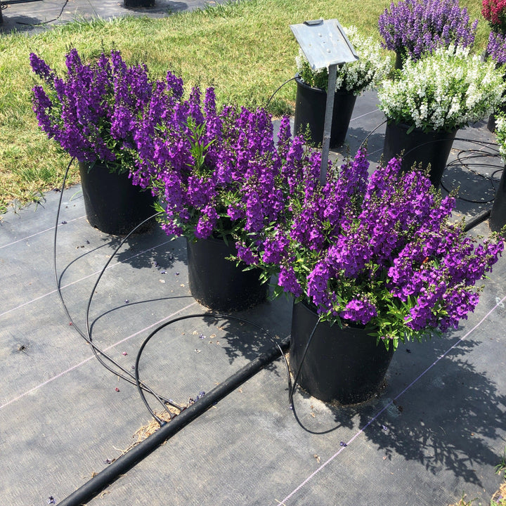 Angelonia angustifolia 'Carita Purple' ~ Carita™ Purple Summer Snapdragon-ServeScape