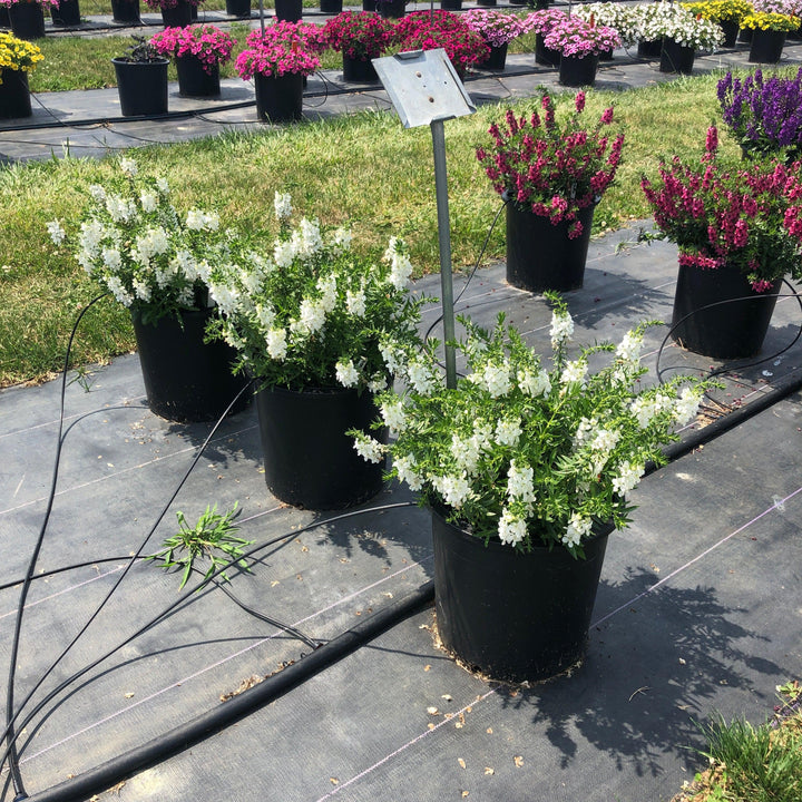Angelonia angustifolia 'Carita White' ~ Carita™ White Summer Snapdragon-ServeScape