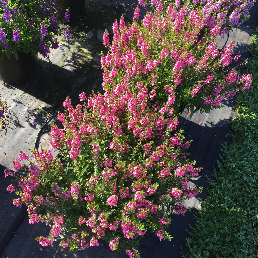 Angelonia angustifolia 'PAS1180775' ~ Serena® Rose Summer Snapdragon-ServeScape