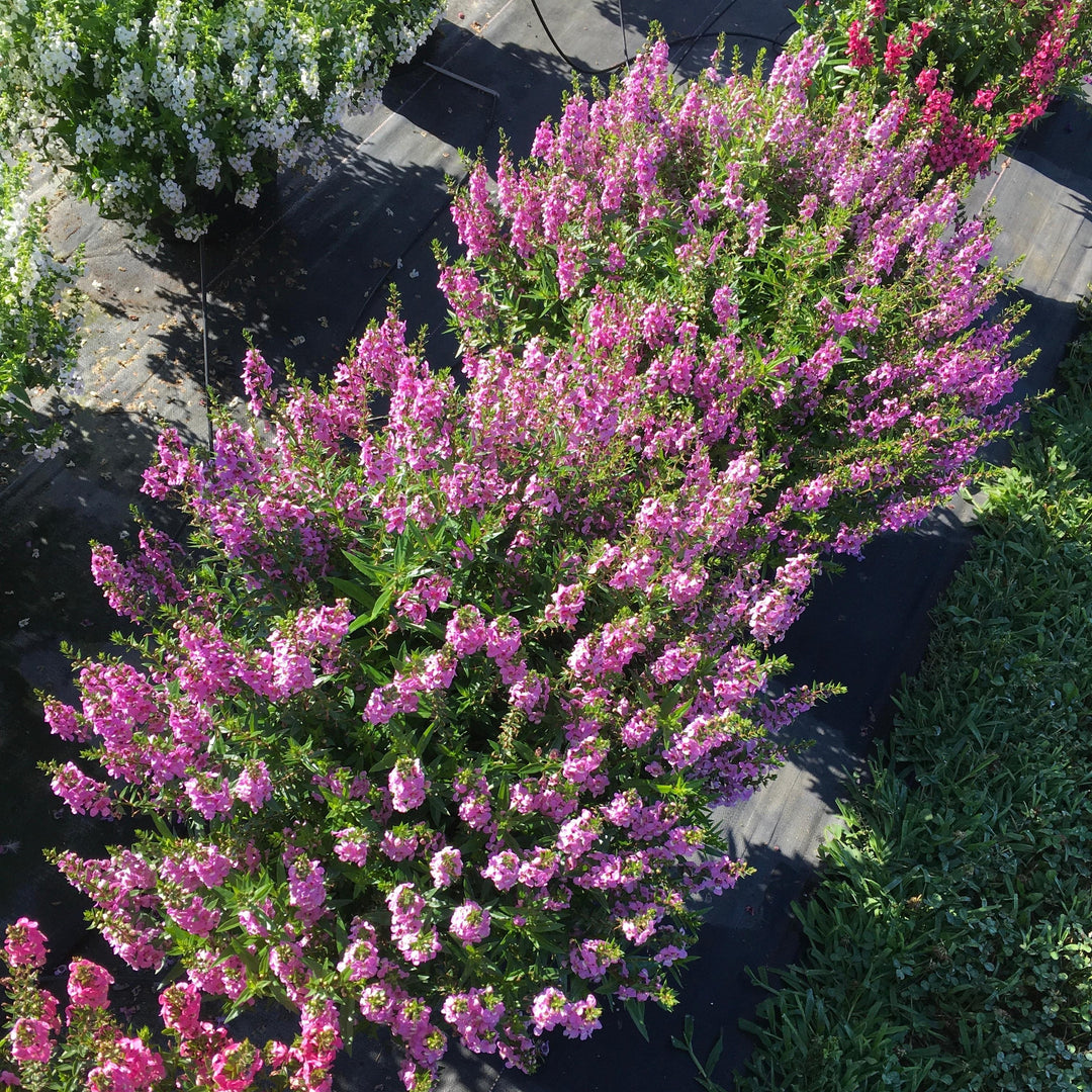 Angelonia angustifolia 'PAS1209524' ~ Serenita® Lavender Summer Snapdragon-ServeScape
