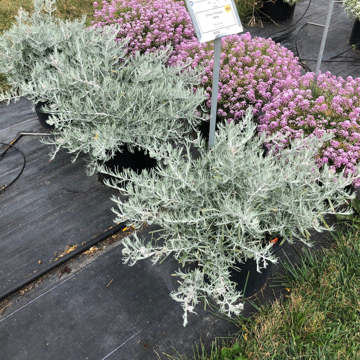 Helichrysum italicum 'Silver Threads' ~ Silver Threads Curry Plant-ServeScape